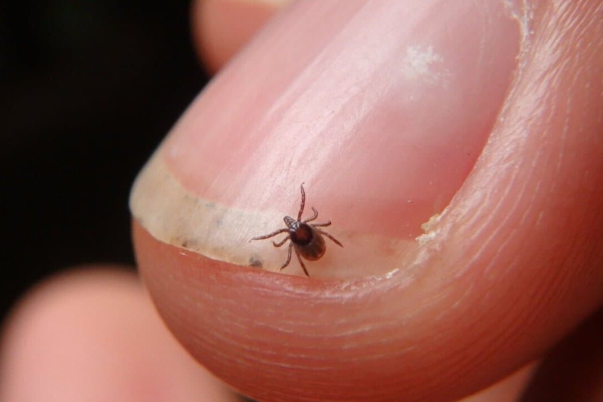 Mokslo faktai prieš dezinformaciją: tiesa apie erkių tyrimus